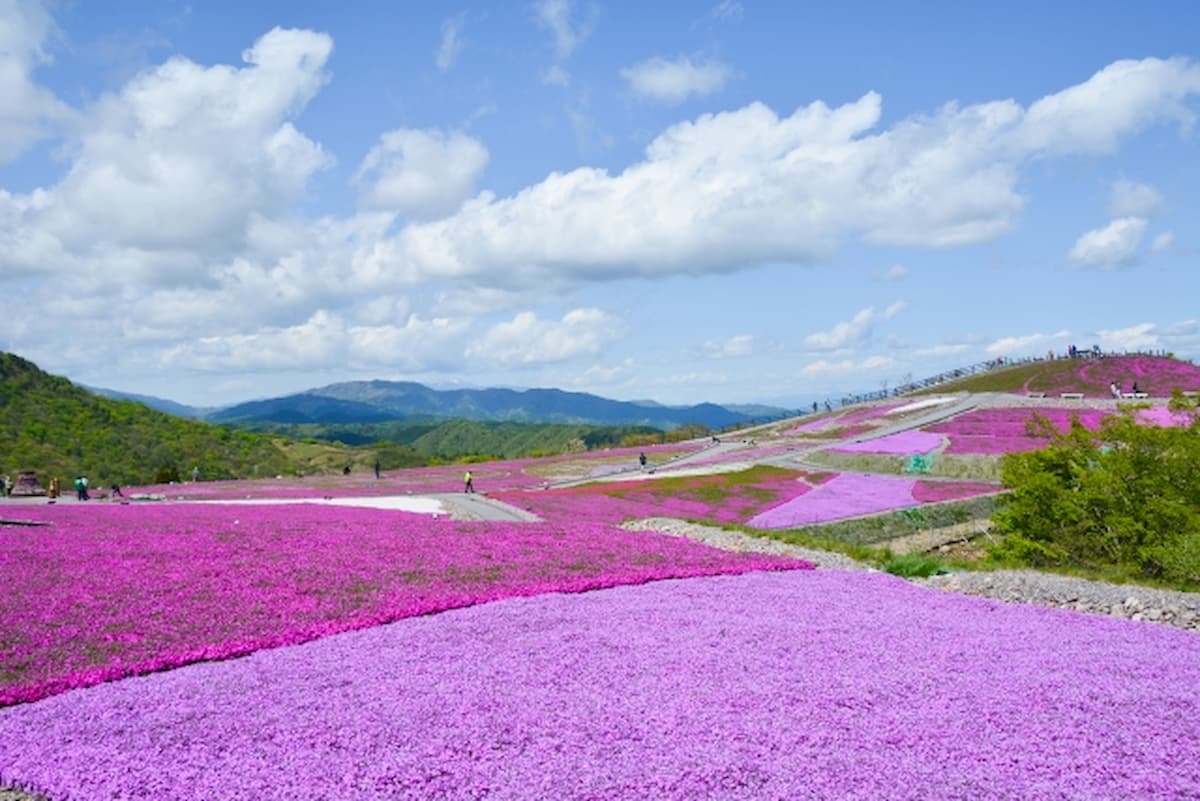 北海道で芝桜の名所は 人気の滝上や東藻琴の芝桜公園 北海道旅探訪